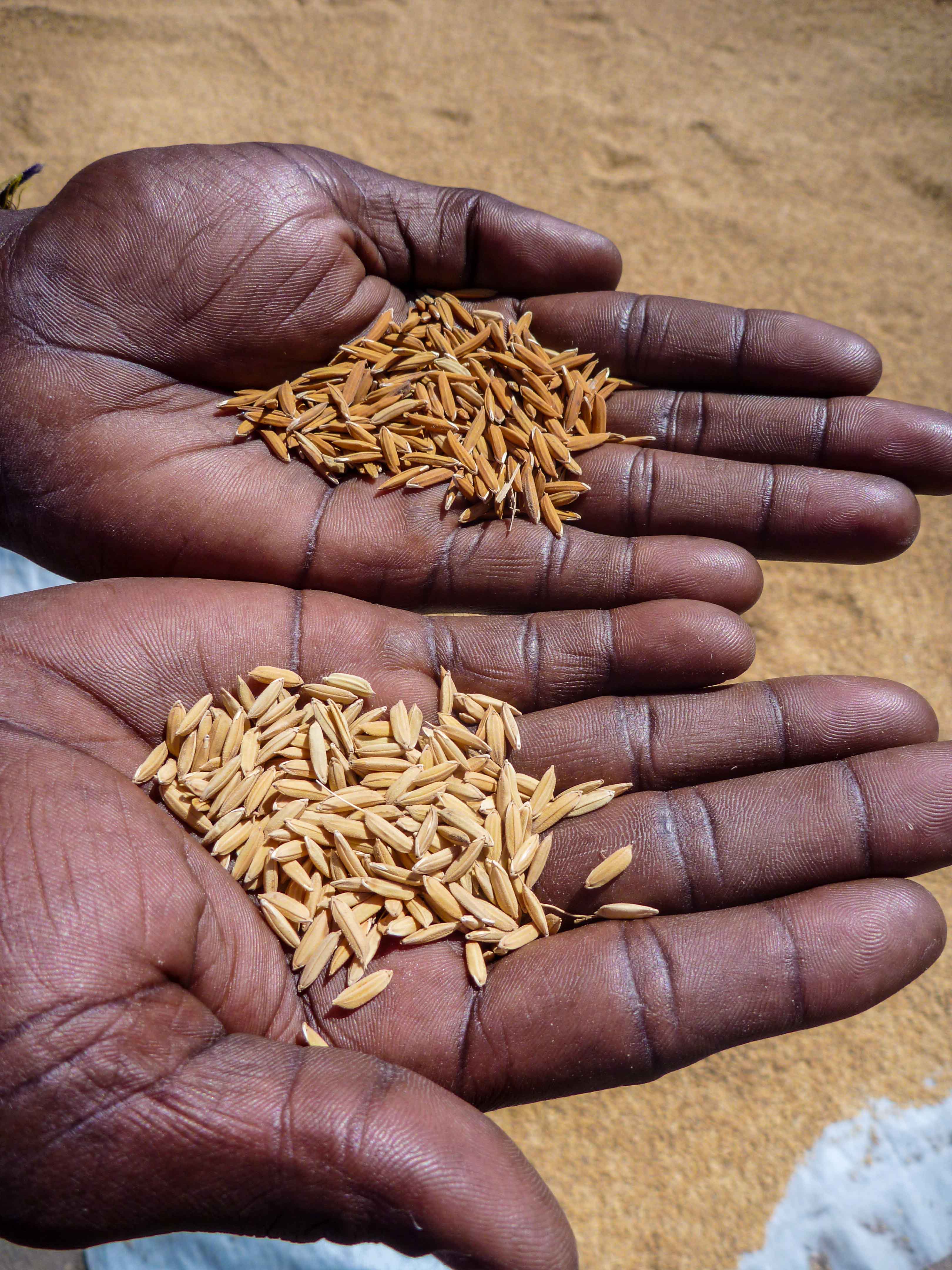 L’esclave noir du riz blanc — Photoreportage 6